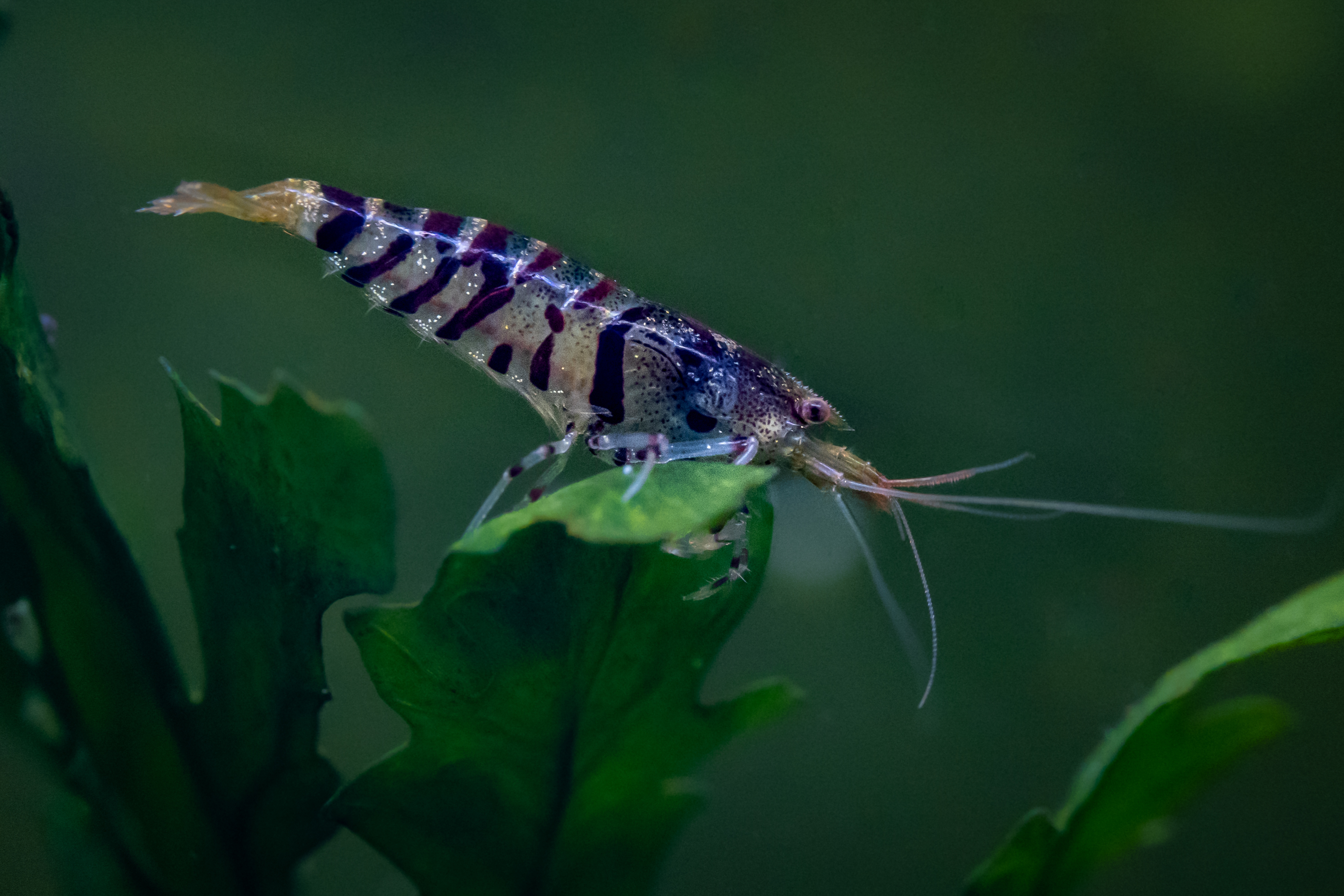 Crevette Caridina sp. Cantonensis Blue Tiger Aquaplante